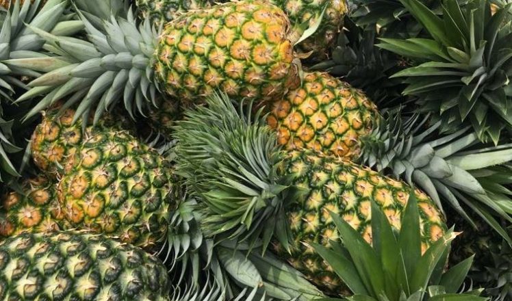 Piña costarricense podría llegar a Oceanía | CR Hoy