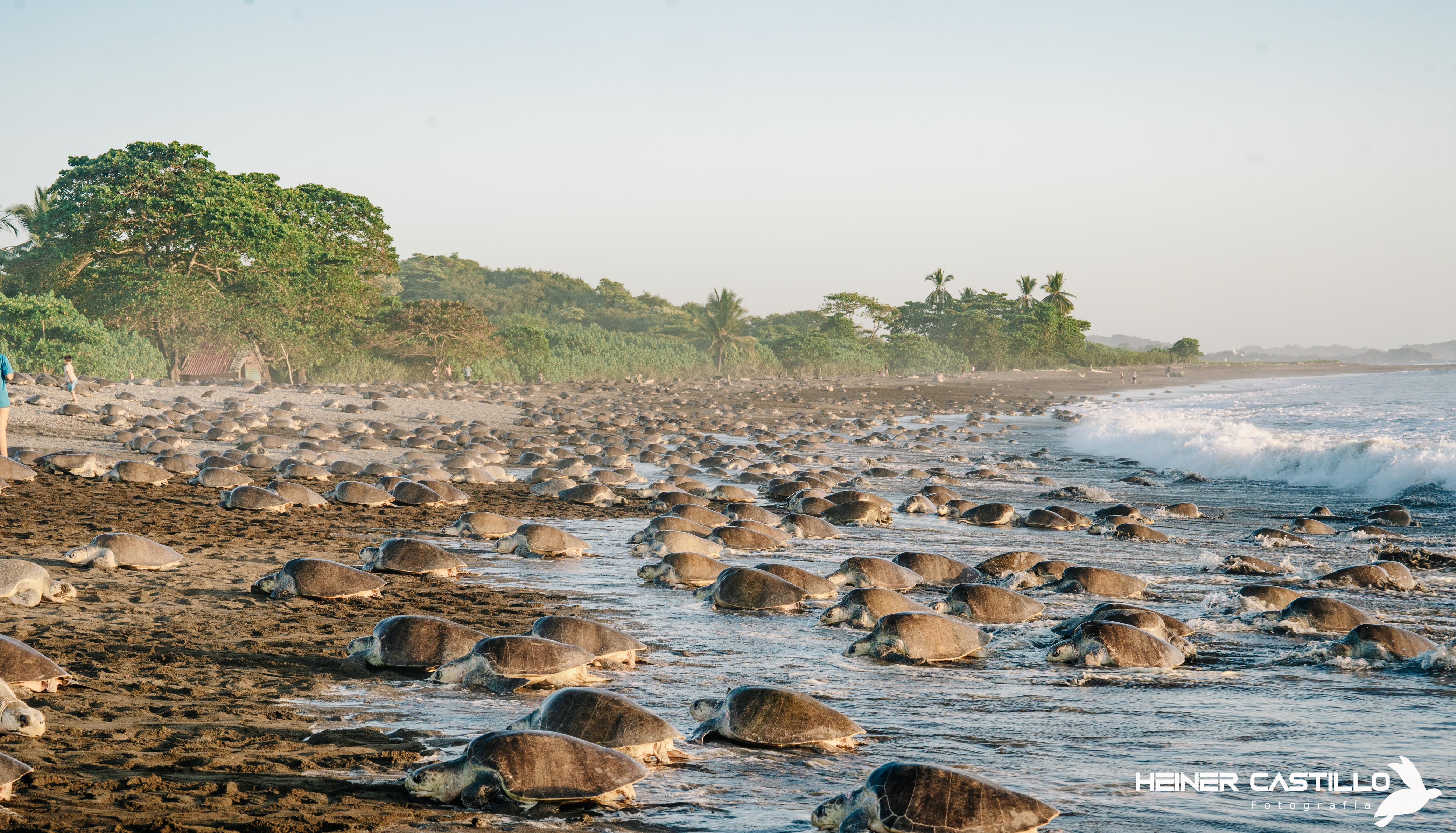(FOTOS y VIDEO) Así fue la impresionante arribada de tortugas en playa ...