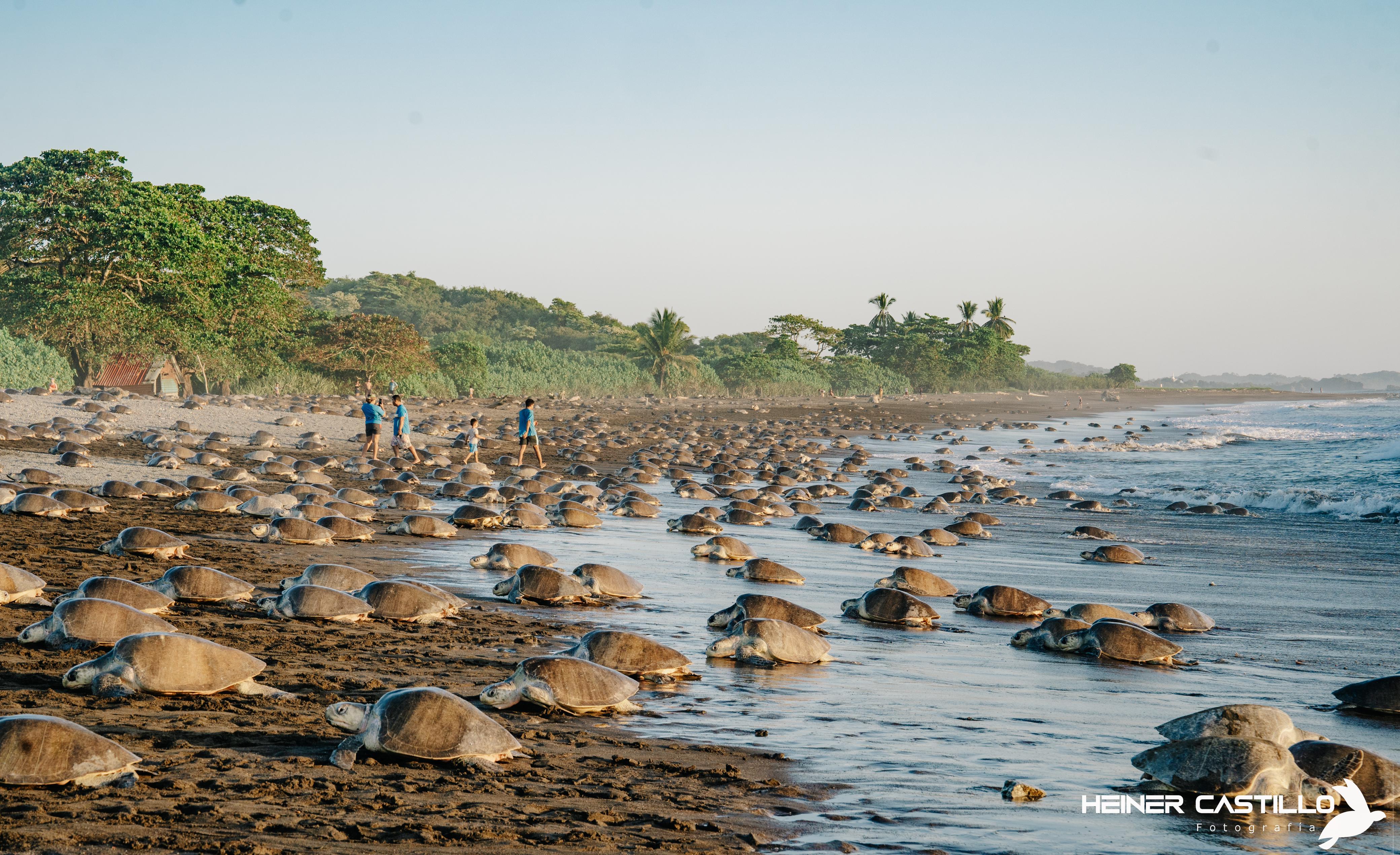 (FOTOS y VIDEO) Así fue la impresionante arribada de tortugas en playa ...